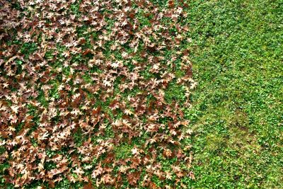 Leaf Removal at Property Edges